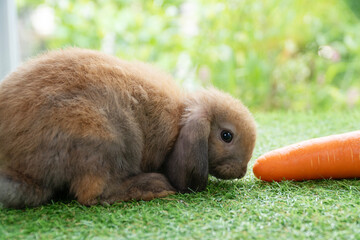 dorable brown Holland Lop rabbit crouching near a fresh orange carrot on green grass. Cute fluffy bunny pet feeding concept in a garden with blurred nature background.
