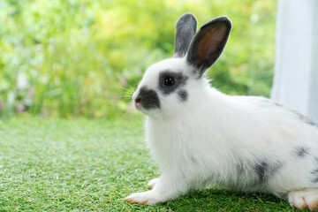 Adorable white and black spotted rabbit standing on green artificial grass in a garden. Cute bunny pet portrait with upright ears looking sideways with blurred nature background