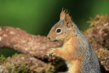 cute squirrel eating nut in nature