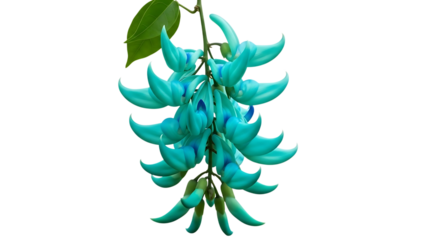 Blue Jade Vine flowers, with green leaves, cutout, PNG isolated on white or transparent background