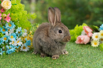 Adorable brown baby rabbit sitting on green grass surrounded by colorful flowers. Cute bunny pet portrait in spring garden nature background for Easter holiday concept.