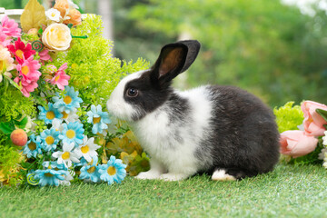 Adorable black and white rabbit standing on green grass near colorful flowers in garden. Cute bunny pet smelling floral bouquet in spring nature background with copy space.