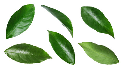 Citrus plant. Set of green leaves isolated on white