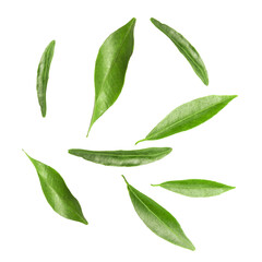 Citrus leaves flying in air on white background