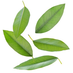 Citrus leaves flying in air on white background