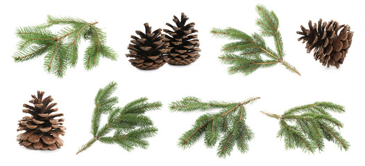 Fir tree branches and cones isolated on white, set © New Africa