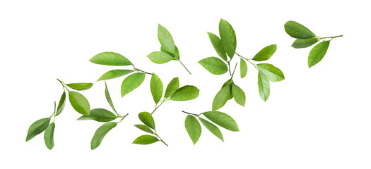 Citrus leaves flying in air on white background