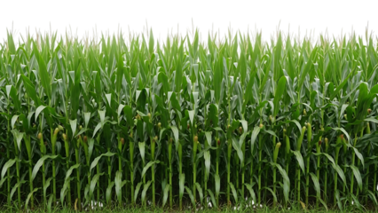 Green corn stalks, cutout, PNG isolated on white or transparent background