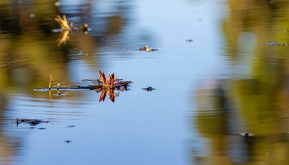 Aquatic plant reflection on water surface serene and calm lake pond nature