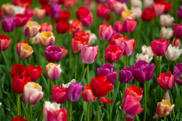 Vivid flowers and spring background with tulips. Tulip field with vibrant spring flowers. Multicolored vivid tulips flowers pattern. Natural tulip landscape with spring colors. Blooming tulip field.