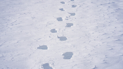 Step forward in frosty trail. Snowy step on outdoor path. Steps marks in snowy forest. Winter step along footpath. Step forward in cold snow. Footsteps pattern in winter landscape.