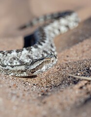 Close up of horned viper snake slithering across sand in desert environment