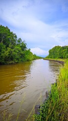 Fototapeta premium river in the forest