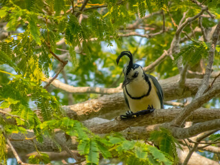 A medium shot of a wild magpie-jay resting on a branch, showcasing its unique black crest and plumage amidst vibrant green leaves in Huatulco, Oaxaca, Mexico.