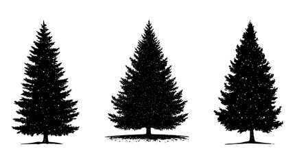 Obraz premium Black Silhouette of Three Pine Trees Isolated on White Background - Evergreen Conifer