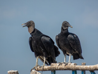 A medium eye-level shot of two Coragyps atratus resting on a weathered beam, one with an open beak, under bright daylight in Huatulco, Oaxaca, Mexico.