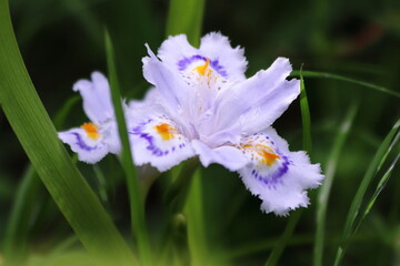 白いシャガの花