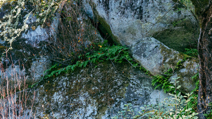 ferns emerge from the weathered crevices of granite boulders
