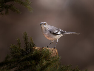 Obraz premium mockingbird on perch with pine needles 