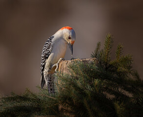 Obraz premium woodpecker on stump in dramatic light