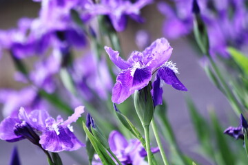 紫色の花を咲かせたあやめの群生