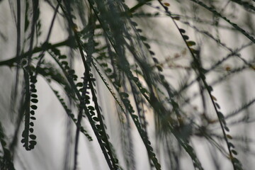 Butterfly Pea behind the leaves.