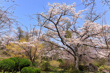 北海道伊達市、有珠善光寺自然公園で咲き誇る桜【5月】	