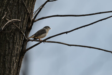 Dark-eyed junco perched in a tree.