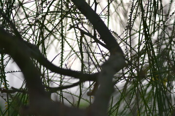 Butterfly Pea behind the leaves.