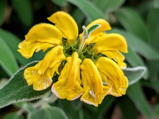 Fototapeta premium Close-up of wet Jerusalem sage flower