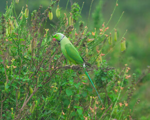 Colorful parrot Free-flying bird standing on a branch in natural habitat Green field