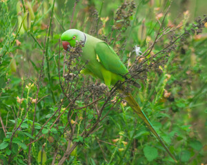 Colorful parrot Free-flying bird standing on a branch in natural habitat Green field