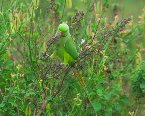 Colorful parrot Free-flying bird standing on a branch in natural habitat Green field