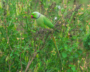 Colorful parrot Free-flying bird standing on a branch in natural habitat Green field