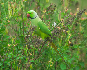 Colorful parrot Free-flying bird standing on a branch in natural habitat Green field