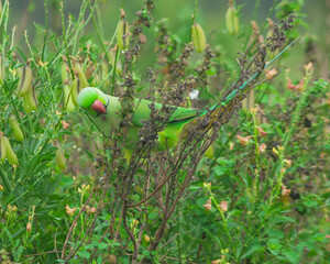 Colorful parrot Free-flying bird standing on a branch in natural habitat Green field