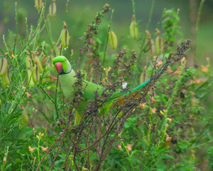 Colorful parrot Free-flying bird standing on a branch in natural habitat Green field