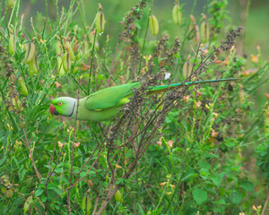 Colorful parrot Free-flying bird standing on a branch in natural habitat Green field