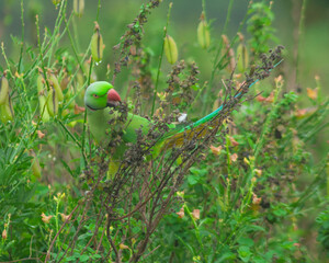 Colorful parrot Free-flying bird standing on a branch in natural habitat Green field