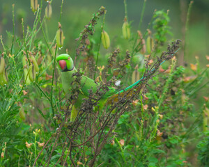 Colorful parrot Free-flying bird standing on a branch in natural habitat Green field
