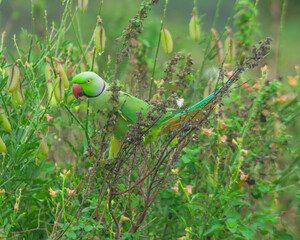 Colorful parrot Free-flying bird standing on a branch in natural habitat Green field