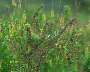 Colorful parrot Free-flying bird standing on a branch in natural habitat Green field
