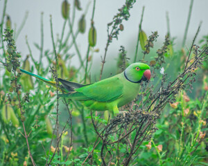 Colorful parrot Free-flying bird standing on a branch in natural habitat Green field