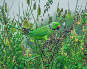 Colorful parrot Free-flying bird standing on a branch in natural habitat Green field