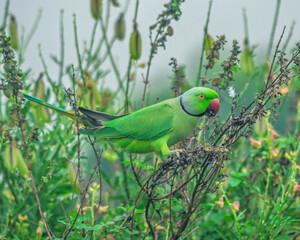 Colorful parrot Free-flying bird standing on a branch in natural habitat Green field