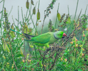 Colorful parrot Free-flying bird standing on a branch in natural habitat Green field
