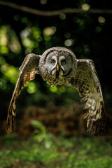 Fototapeta premium Birds of prey