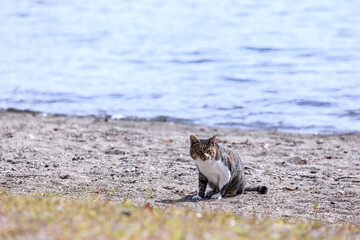 北海道洞爺湖町、湖畔でたたずむ野良猫【9月】	
