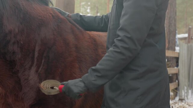 horse grooming process, steps involved in horse grooming before riding, methods to get horses ready for equestrian activities, procedures and routines for preparing horses for comfortable ride