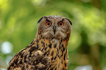 Obraz premium Birds of prey